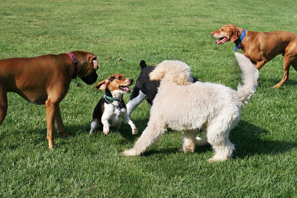 Dogs playing at a Charleston park off-leash area
