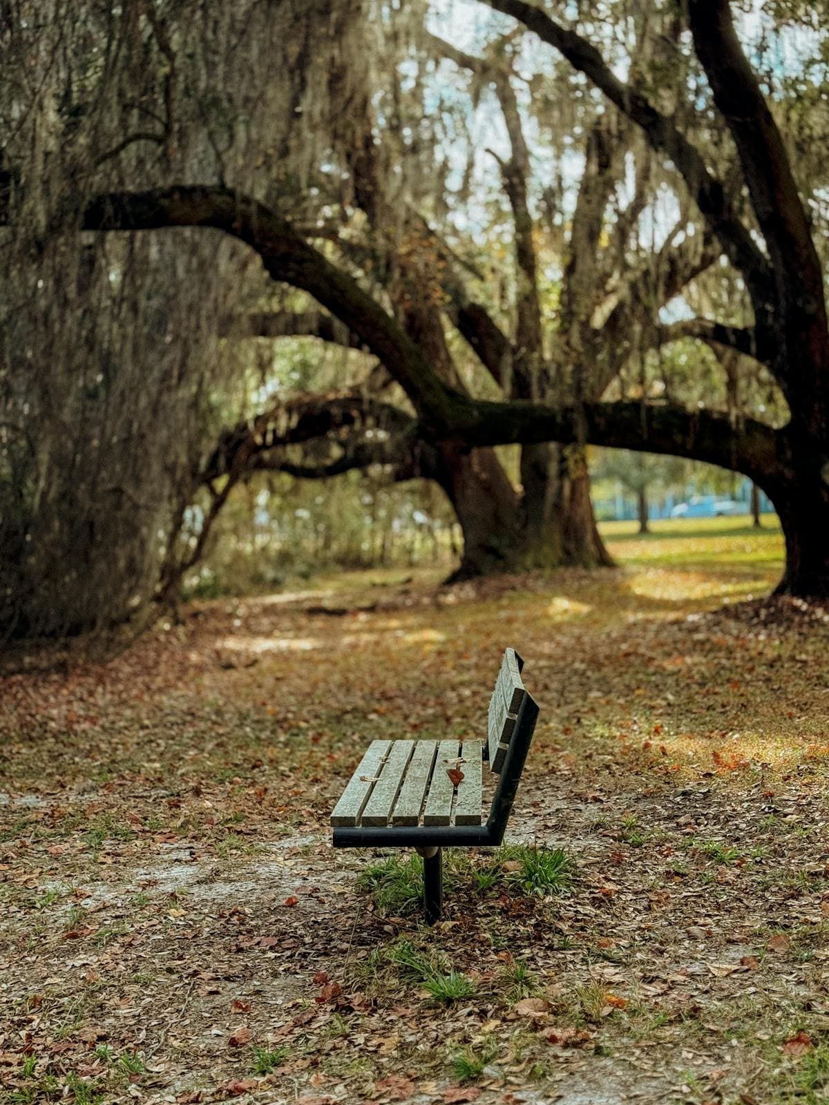 Empty wooden park bench under sprawling live oaks draped in Spanish moss