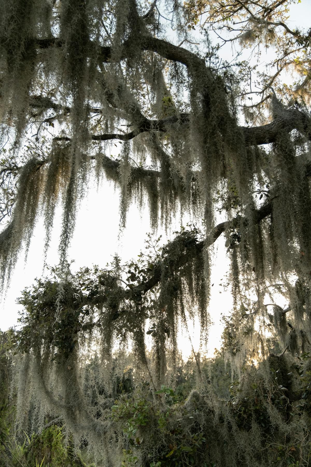 Spanish moss draped over live oak branches with soft backlight on a misty day