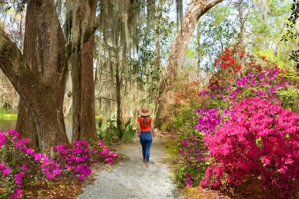 Spring blossoms and greenery in a Charleston park