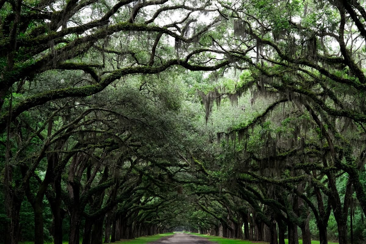 Tree-lined walking trail through a shady southern park