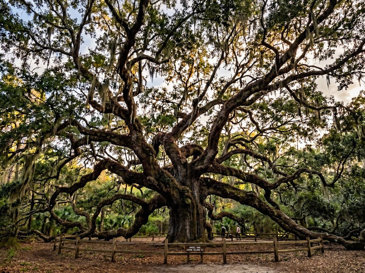 Angel Oak Tree
