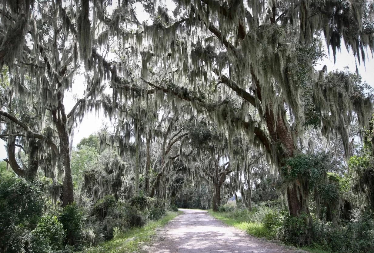 Oak tree pathway with Spanish moss in the Lowcountry