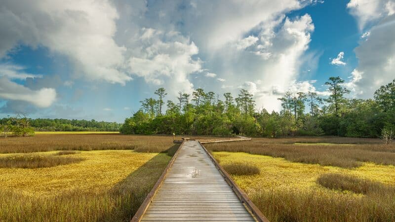 Boardwalk trail through marsh and maritime forest at Palmetto Islands County Park