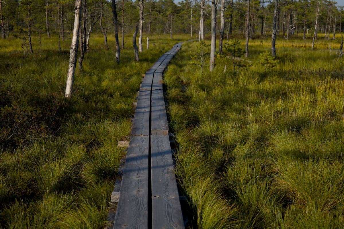 Wooden boardwalk winding through green marsh wetlands