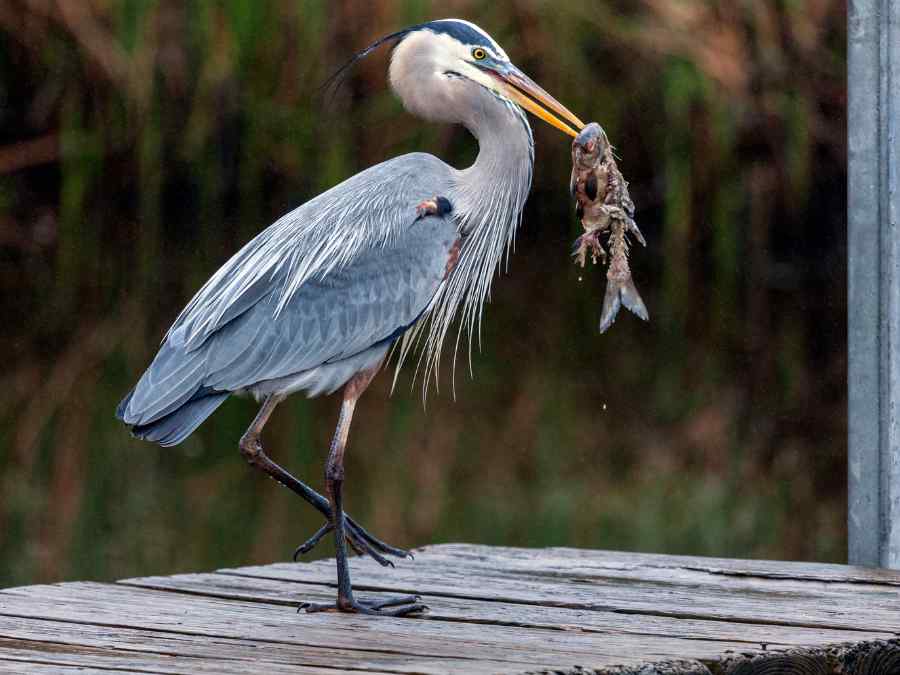 Great blue heron with a fresh catch on a wooden dock in the Lowcountry